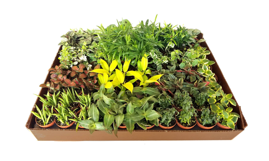 Workshop: Terrarium -- June 13, 2026 6 - 8pm