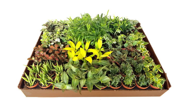 Workshop: Terrarium -- June 13, 2026 6 - 8pm