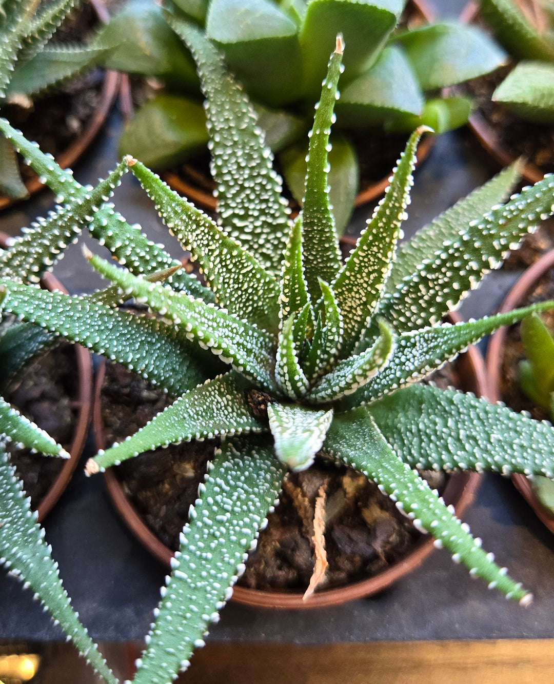 Workshop: Boo-tanical Basics: Houseplant Care for Wisconsin Winters -- Wednesday, October 29, 2025