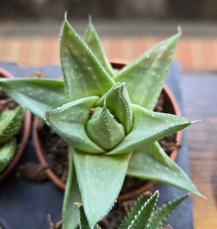 Workshop: Boo-tanical Basics: Houseplant Care for Wisconsin Winters -- Wednesday, October 29, 2025