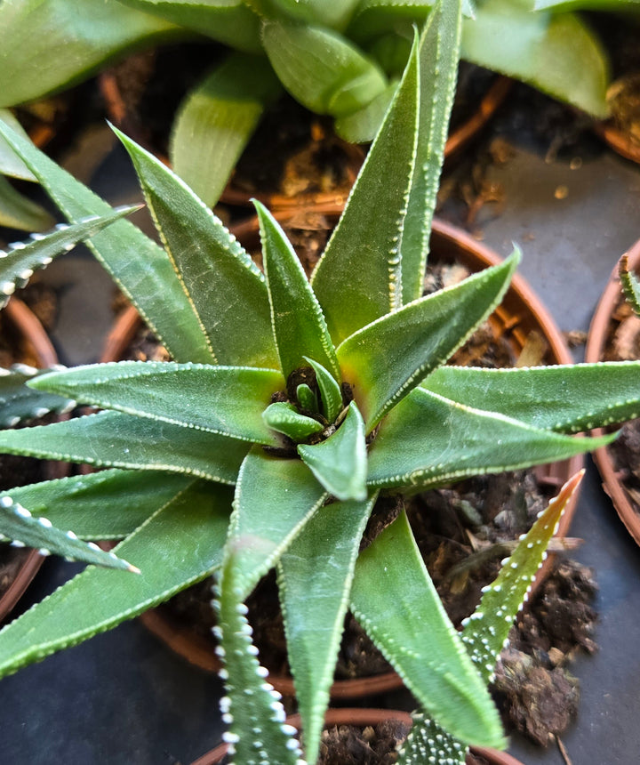Workshop: Boo-tanical Basics: Houseplant Care for Wisconsin Winters -- Wednesday, October 29, 2025