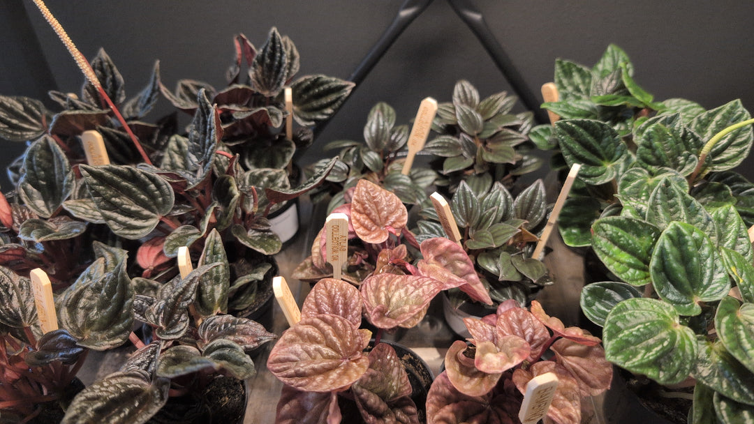Workshop: Terrarium -- June 13, 2026 6 - 8pm