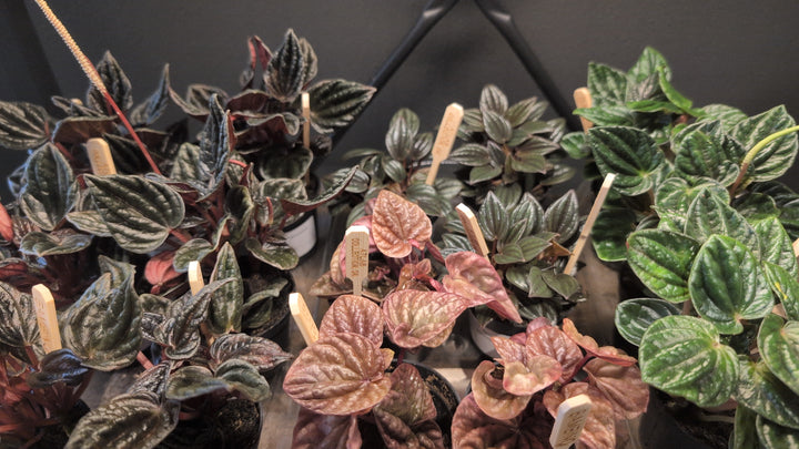 Workshop: Terrarium -- June 13, 2026 6 - 8pm
